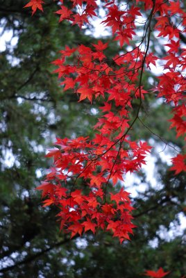 Acer palmatum 'Atropurpureum' - javor dlanitolistý - listy podzim